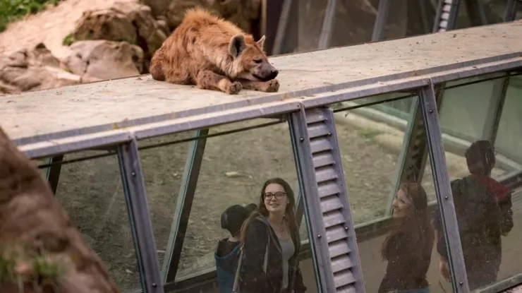 Trei lupi dintr-o grădină zoologică de lângă Paris au atacat o vizitatoare. Femeia se luptă pentru viața ei