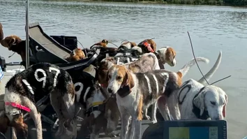 FOTO. Au mers la pescuit și s-au întors cu 38 de câini pierduți. Cum au salvat doi prieteni animalele