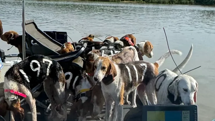 FOTO. Au mers la pescuit și s-au întors cu 38 de câini pierduți. Cum au salvat doi prieteni animalele