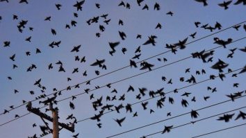 Tot mai mulți clujeni au fost atacați de ciori în perioada asta. Ce măsuri iau autoritățile