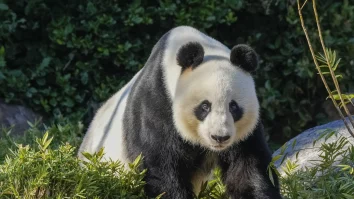 China va oferi o nouă pereche de panda gigant Australiei. Premierul chinez a îndemnat ambele țări să lase deoparte diferențele