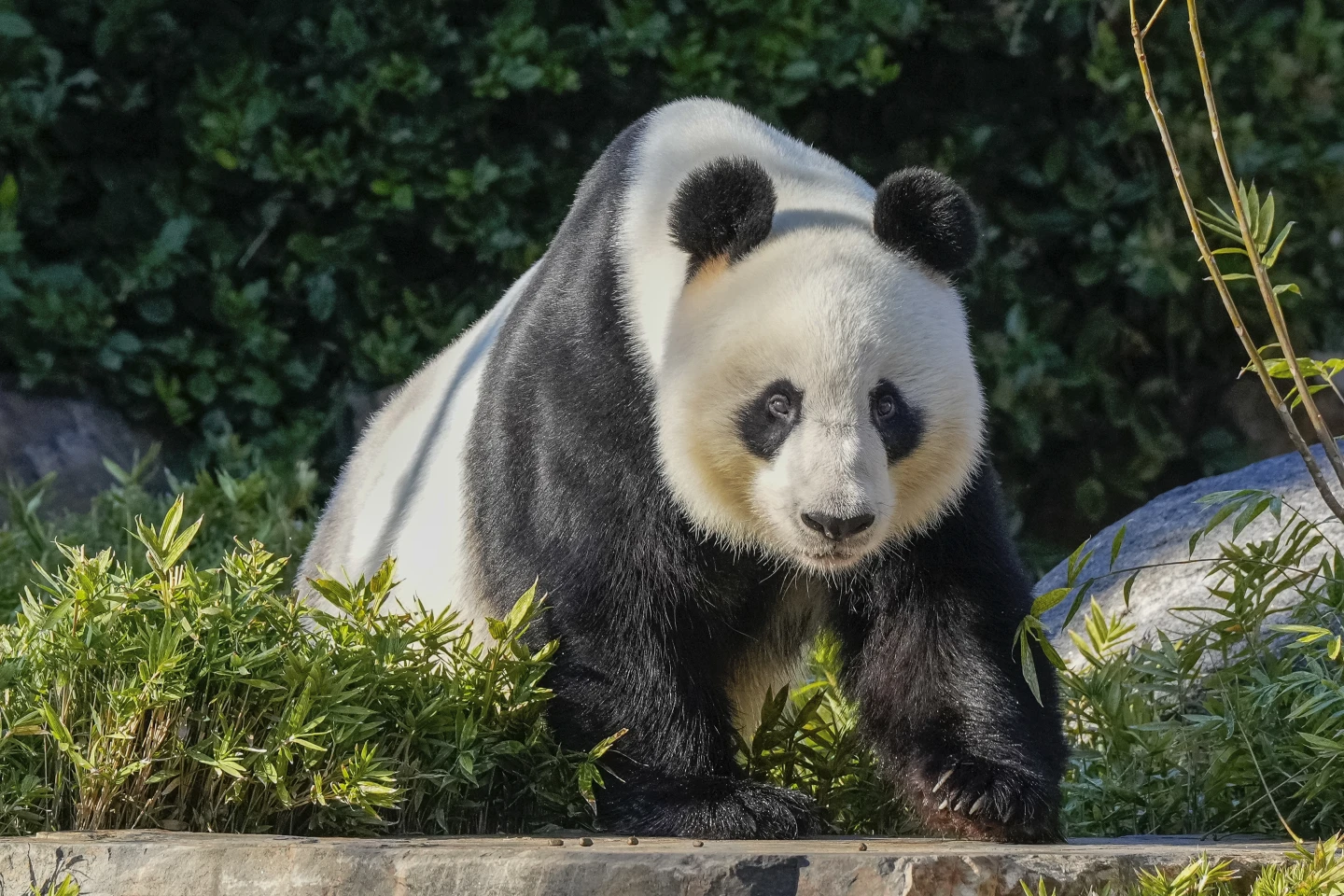 China va oferi o nouă pereche de panda gigant Australiei. Premierul chinez a îndemnat ambele țări să lase deoparte diferențele