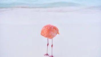 Un fotograf învinge Inteligența Artificială. O fotografie reală realizată de Astray a câștigat două premii la un concurs A.I.