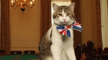 Motanul de pe Downing Street se pregătește să întâmpine un nou venit