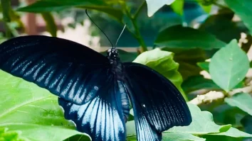 Pe 14 iunie se deschide în Iași prima grădină cu fluturi tropicali din România. Ce specii poți vedea