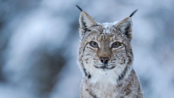 Start la LYNX 2024. Ce vedem în această seară la singurul festival din România dedicat filmului documentar și fotografiei de natură