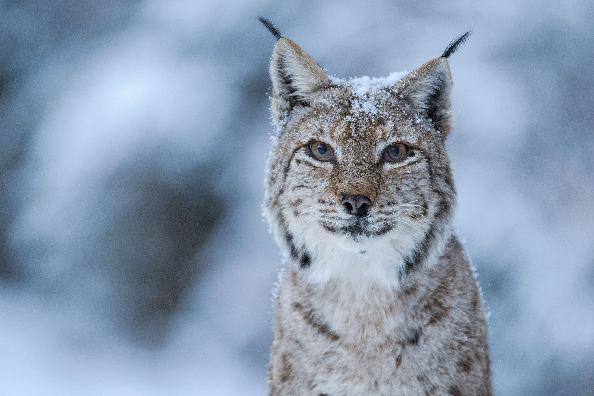 Start la LYNX 2024. Ce vedem în această seară la singurul festival din România dedicat filmului documentar și fotografiei de natură