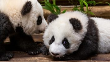 Beijingul oferă Australiei o pereche nouă de urși panda /  Premierul chinez, Li Qiang se află într-o călătorie de patru zile
