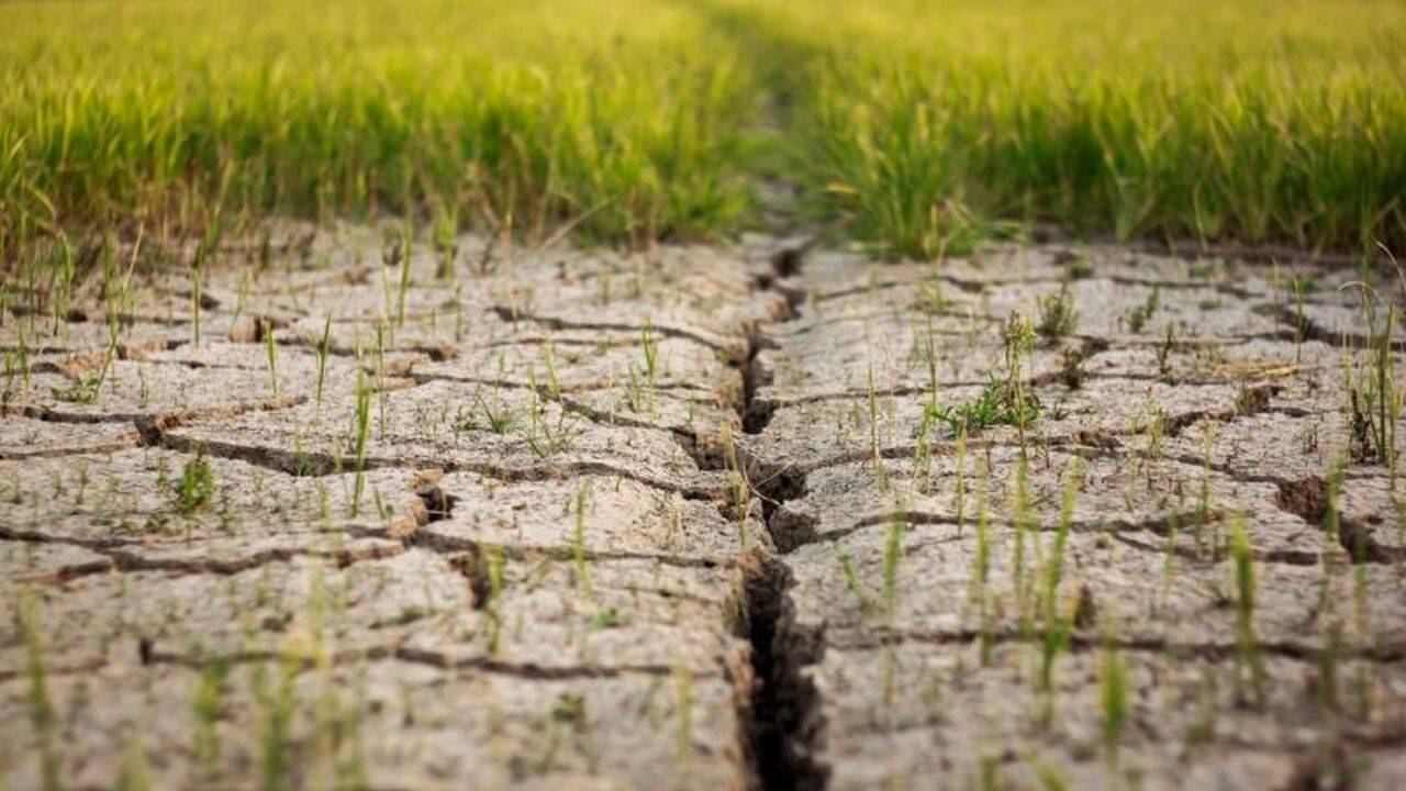 95% dintre soluri vor fi degradate în 2050. Activist de mediu: „Vom avea din ce în ce mai multe probleme cu fructele și cu cerealele”
