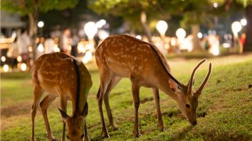 Căprioarele din Parcul japonez Nara s-au înmulțit cu 50%. Turiștii sunt de vină