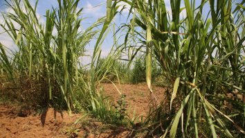 ANM: 2024 este cel mai secetos an din istorie. Fermier: „Ultimii patru-cinci ani de zile au fost foarte grei pentru agricultura din România”