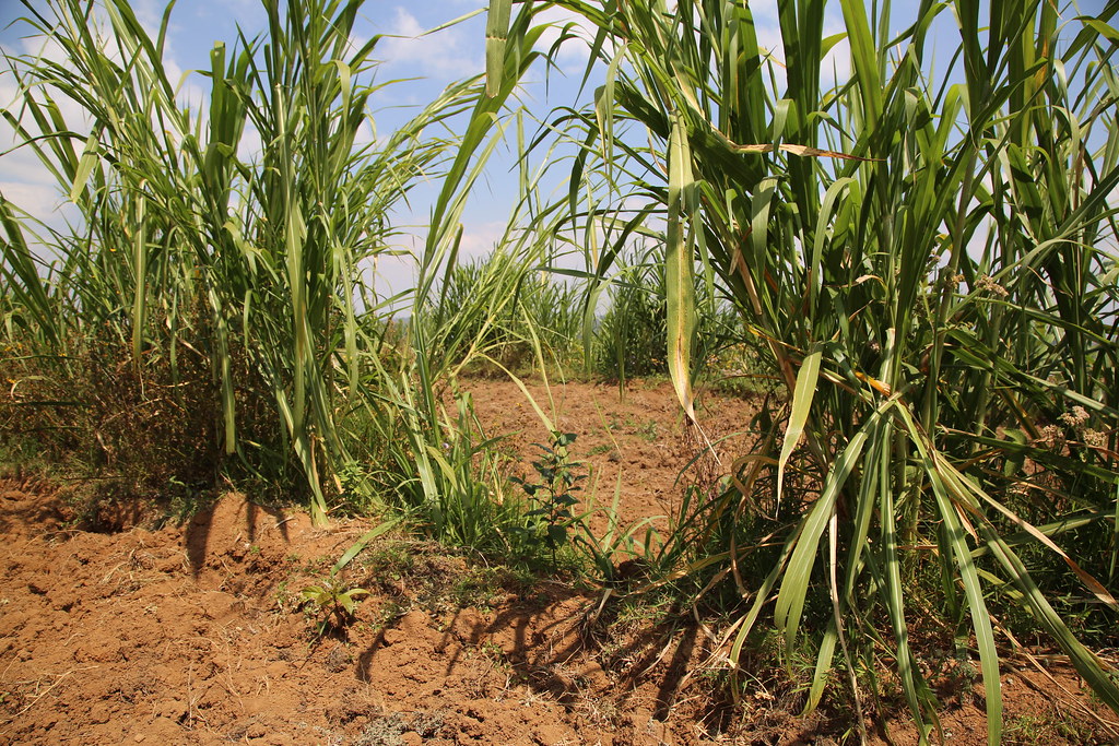 ANM: 2024 este cel mai secetos an din istorie. Fermier: „Ultimii patru-cinci ani de zile au fost foarte grei pentru agricultura din România”