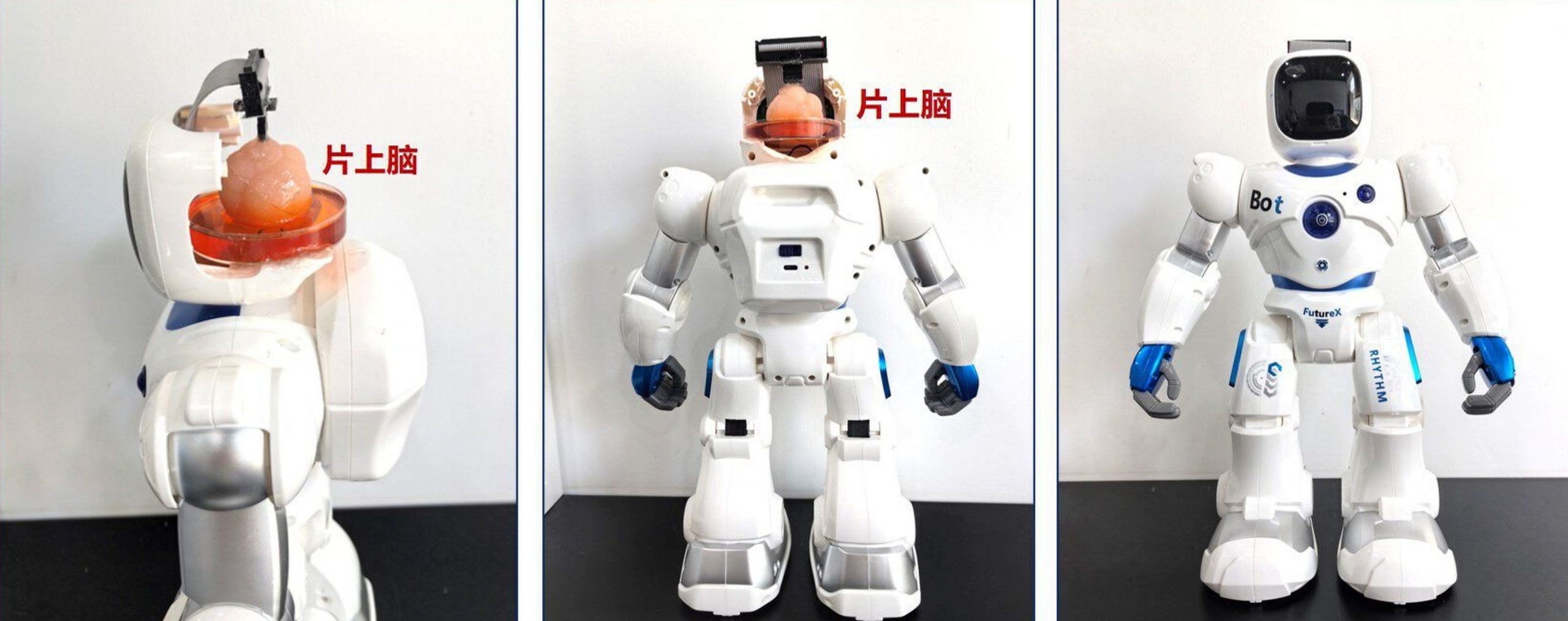 Cercetătorii din China au dezvoltat primul robot cu creier din celule stem umane