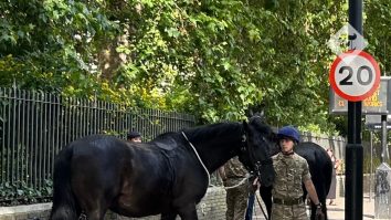 VIDEO. Trei cai militari au galopat liberi prin centrul Londrei, după ce au fost scăpați din frâie