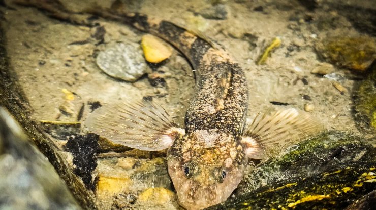 VIDEO. Aspretele, cel mai rar pește de apă dulce din Europa, a fost filmat pentru prima dată noaptea în habitatul său natural