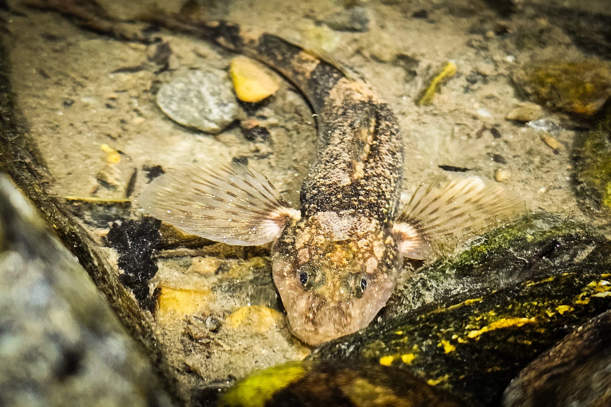 VIDEO. Aspretele, cel mai rar pește de apă dulce din Europa, a fost filmat pentru prima dată noaptea în habitatul său natural