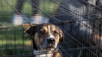 Câinii din adăposturile ASPA își vor găsi mai ușor stăpâni. Protecția animalelor a lansat pe site un album cu informații  despre cățeii disponibili