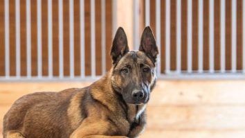 Câinii Svalinn sunt noul simbol de statut pentru bogați. Un exemplar costă 150.000 de dolari