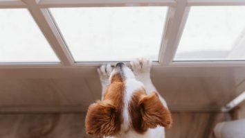 STUDIU. Animalul tău de companie te cunoaște mai bine decât tine. Pisicile și câinii simt suferința stăpânilor de la sute de kilometri distanță