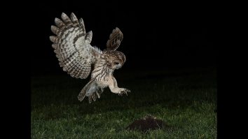 Pentru a salva bufnițele pătate, oficialii americani intenționează să ucidă sute de mii de exemplare dintr-o altă specie de bufnițe