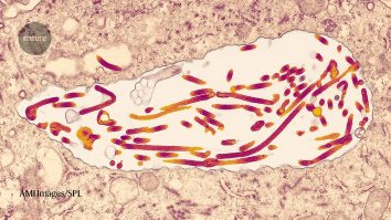 Oamenii de știință lansează primul studiu pentru vaccin la om contra unui virus extrem de mortal, Marburg