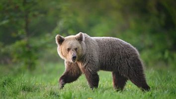 Guvernul s-a întâlnit pentru a modifica legea urșilor după moartea tinerei de 19 ani. Organizațiile de mediu atrag atenția