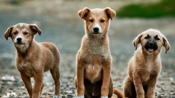 Primăria Focșani oferă bani pentru câinii abandonați