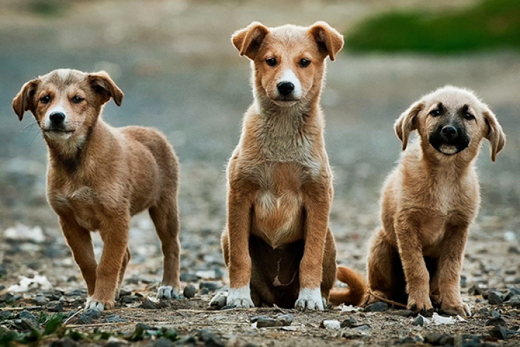 Primăria Focșani oferă bani pentru câinii abandonați