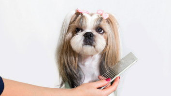 Pet grooming-ul este noua tendință printre proprietarii de animale din România