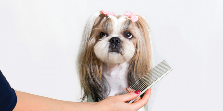 Pet grooming-ul este noua tendință printre proprietarii de animale din România