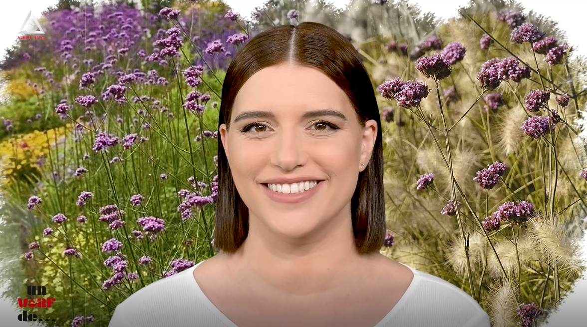 Un vârf de…Verbină