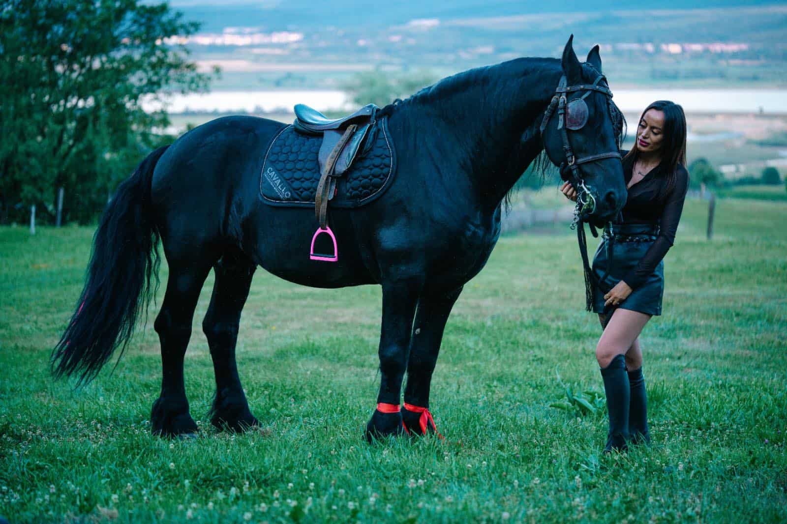 STUDIU. Caii sunt mai inteligenți decât ai crede. Ce au descoprit cercetătorii