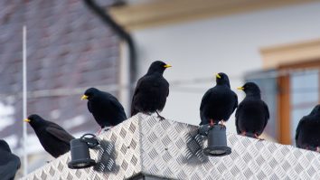 Mierlele din zonele urbane au început să imite sunetele scoase de trotinetele Bolt