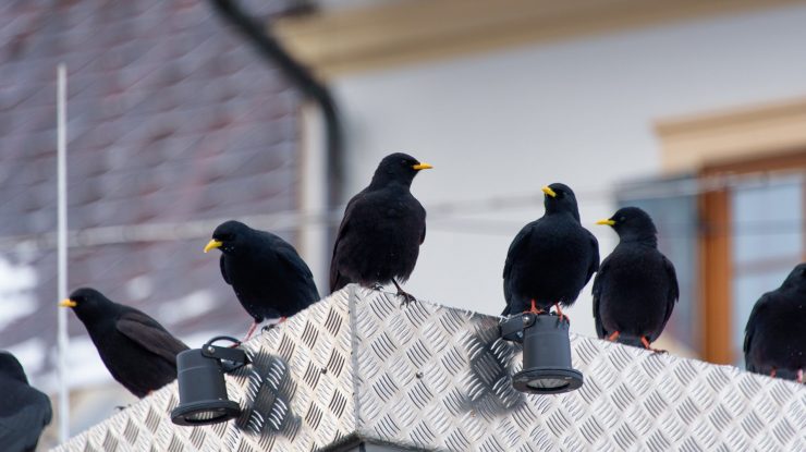 Mierlele din zonele urbane au început să imite sunetele scoase de trotinetele Bolt