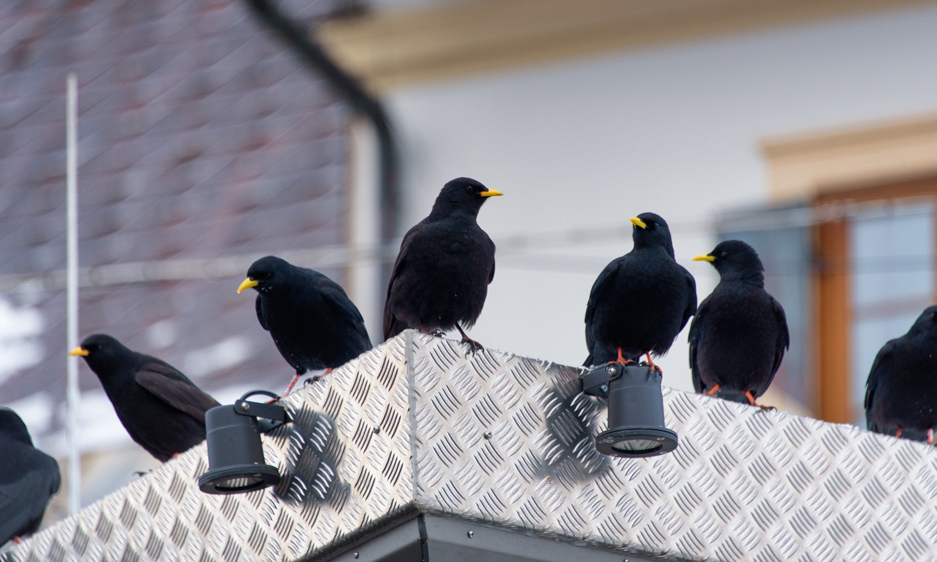 Mierlele din zonele urbane au început să imite sunetele scoase de trotinetele Bolt