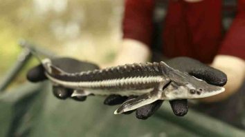 Ziua Rezervației Biosferei Delta Dunării a fost sărbătorită la Isaccea. 1.000 de sturioni au fost eliberați în Dunăre