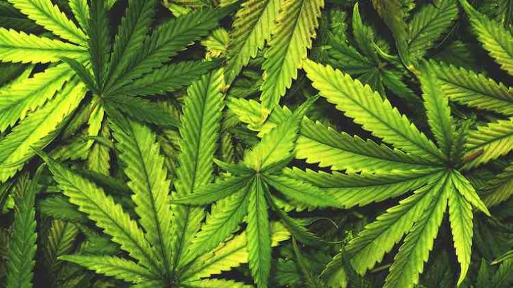 O nouă cercetare demonstrează cum canabisul ar putea ajuta unele persoane să oprească sau să reducă consumul de opioide