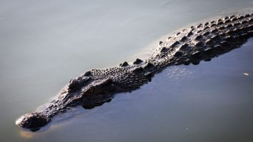Un crocodil de 1,6 metri le dă bătăi de cap autorităților din Bulgaria. „Crocky” trăiește într-o băltoacă murdară din Sofia și i-a exasperat pe toți