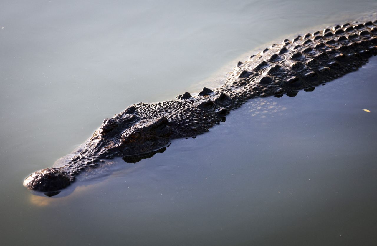 Un crocodil de 1,6 metri le dă bătăi de cap autorităților din Bulgaria. „Crocky” trăiește într-o băltoacă murdară din Sofia și i-a exasperat pe toți