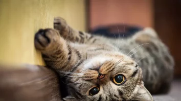 Animalul tău de companie devine o afacere de succes. Cum arată oportunitățile de business în România