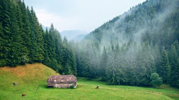 România regenerează tot mai puține hectare de pădure. Activist de mediu: „Instalarea unor zone de pădure este dificilă și apar complicații prin care terenul nu mai poate fi folosit”