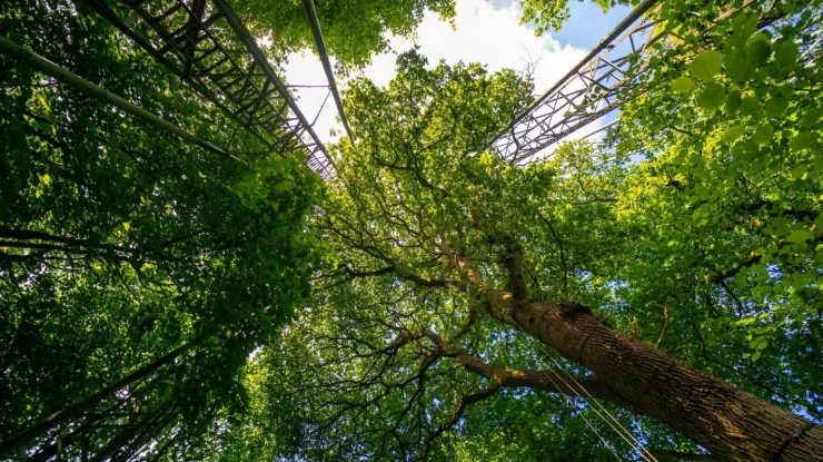 STUDIU. Pădurile de stejari maturi pot absorbi mai mult dioxid de carbon