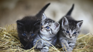 Și pisicile plâng câteodată. Felinele își schimbă comportamentul și suferă atunci când un alt animal moare