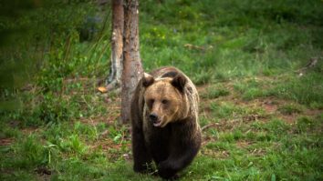 Problema urșilor din România nu își găsește soluția. În ce orașe vom avea păduri urbane