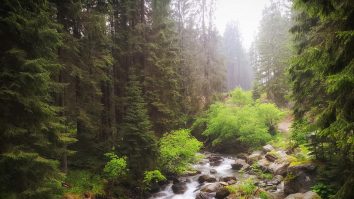 România generează mai puține hectare de pădure. Activist de mediu: „România nu are o legislație care să asigure o protecție reală a pădurilor din țară”