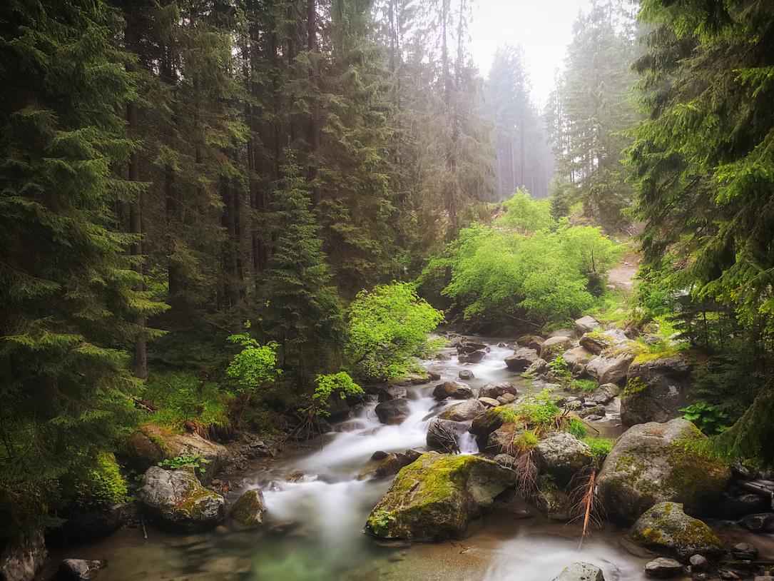 România generează mai puține hectare de pădure