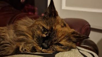 Cea mai bătrână pisică din lume a murit. Rosie avea vârsta de 33 de ani