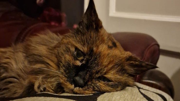 Cea mai bătrână pisică din lume a murit. Rosie avea vârsta de 33 de ani