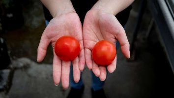 Legea din UK care permite vânzarea alimentelor editate genetic întârzie. Japonia și SUA le-o iau înainte britanicilor