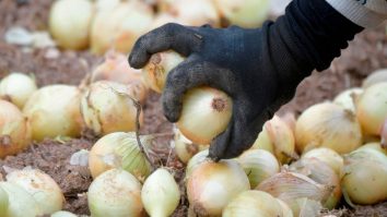 Un politician german a fost acuzat de exploatarea prizonierilor politici pe o plantație din Belarus